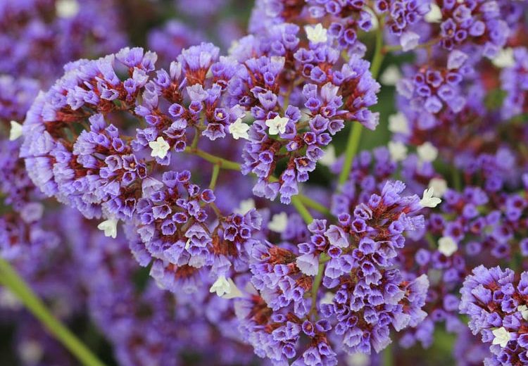 Limonium perezii, Sea Lavender, Statice, Perez's Sea Lavender, Seafoam Statice, Marsh Rosemary, Purple Flowers, Drought tolerant flowers,
