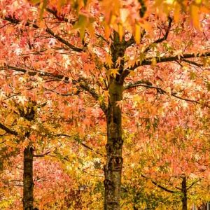 Sweet Gum