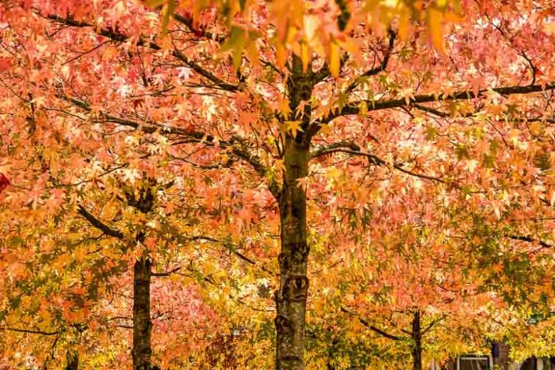 Sweet Gum