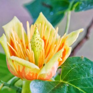 Tulip Tree, Tulip Poplar, Yellow Poplar, Liriodendron tulipifera,