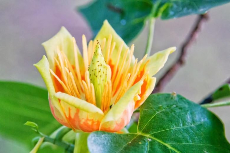 Tulip Tree, Tulip Poplar, Yellow Poplar, Liriodendron tulipifera,