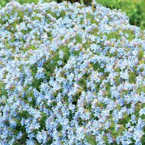 Lithodora Crystal Blue, Gromwell 'Crystal Blue', Purple Gromwell 'Crystal Blue', Evergreen Shrubs, Blue Flowers
