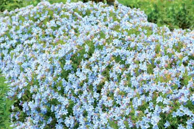 Lithodora Crystal Blue, Gromwell 'Crystal Blue', Purple Gromwell 'Crystal Blue', Evergreen Shrubs, Blue Flowers