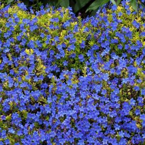 Lithodora diffusa 'Gold ‘n Sapphires', Gromwell 'Gold ‘n Sapphires', Purple Gromwell 'Gold ‘n Sapphires', Evergreen Shrubs, Blue Flowers