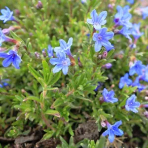 Lithodora diffusa 'Grace Ward', Gromwell 'Grace Ward', Purple Gromwell 'Grace Ward', Evergreen Shrubs, Blue Flowers