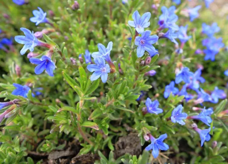 Lithodora diffusa 'Grace Ward', Gromwell 'Grace Ward', Purple Gromwell 'Grace Ward', Evergreen Shrubs, Blue Flowers