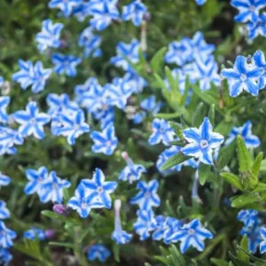 Lithodora diffusa 'White Star', Gromwell 'White Star', Purple Gromwell 'White Star', Evergreen Shrubs, Blue Flowers
