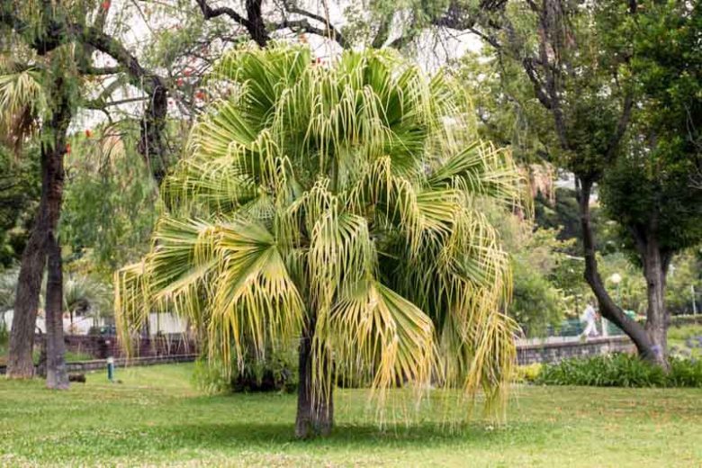 Livistona chinensis, Chinese Fan Palm, Chinese Fountain Palm, Fountain Palm, Serdang, Drought tolerant tree