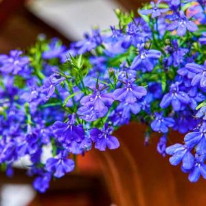 Lobelia erinus, Annual Lobelia, Edging Lobelia, Trailing Lobelia, Garden Lobelia, Blue Lobelia, Blue Flowers