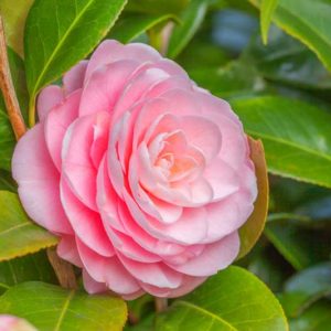 Camellia, Camellias, How to grow Camellias, Camellias bloom time, Camellia bloom season, Japanese Camellias, Camellia Japonica, Camellia Sasanqua, Fall blooming Camellia, Winter Blooming Camellias, Spring Camellias, Cold hardy Camellias,