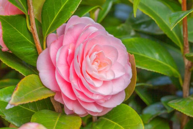Camellia, Camellias, How to grow Camellias, Camellias bloom time, Camellia bloom season, Japanese Camellias, Camellia Japonica, Camellia Sasanqua, Fall blooming Camellia, Winter Blooming Camellias, Spring Camellias, Cold hardy Camellias,