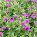 Hardy geranium, hardy geraniums, Best Hardy Geraniums, Great Hardy Geraniums, Cranesbill,  Best cranesbills, Long blooming geraniums, non stop blooming geraniums