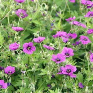 Hardy geranium, hardy geraniums, Best Hardy Geraniums, Great Hardy Geraniums, Cranesbill,  Best cranesbills, Long blooming geraniums, non stop blooming geraniums