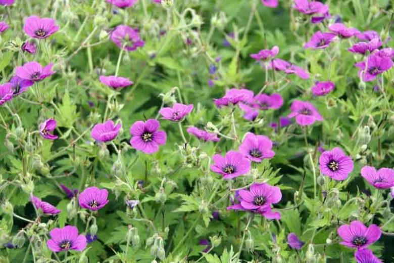 Hardy geranium, hardy geraniums, Best Hardy Geraniums, Great Hardy Geraniums, Cranesbill,  Best cranesbills, Long blooming geraniums, non stop blooming geraniums