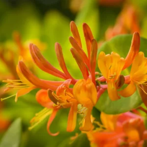 Lonicera 'Mandarin',  Honeysuckle 'Mandarin', Mandarin Honeysuckle, Lonicera macgregorii 'Mandarin', Fragrant Shrub, Fragrant Vine, Fragrant Climber, Yellow Honeysuckle, Orange Honeysuckle