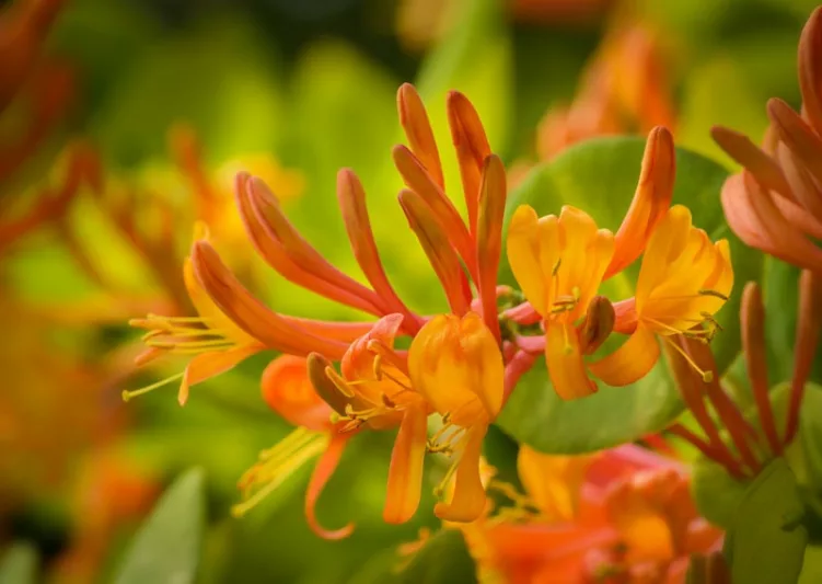 Lonicera 'Mandarin',  Honeysuckle 'Mandarin', Mandarin Honeysuckle, Lonicera macgregorii 'Mandarin', Fragrant Shrub, Fragrant Vine, Fragrant Climber, Yellow Honeysuckle, Orange Honeysuckle