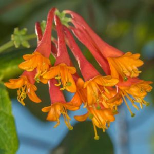 Lonicera × brownii 'Dropmore Scarlet', Honeysuckle 'Dropmore Scarlet', Lonicera sempervirens 'Dropmore Scarlet', Red flowers, Orange flowers, Semi-evergreen vine, semi-evergreen climber