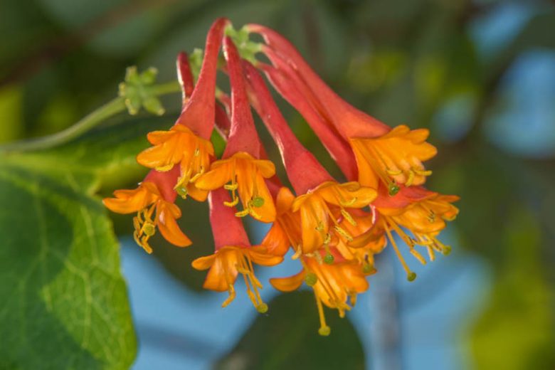Lonicera × brownii 'Dropmore Scarlet', Honeysuckle 'Dropmore Scarlet', Lonicera sempervirens 'Dropmore Scarlet', Red flowers, Orange flowers, Semi-evergreen vine, semi-evergreen climber