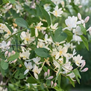 Lonicera fragrantissima, Sweetest Honeysuckle, Winter-Flowering Honeysuckle, White Flowers,  Winter Flowers, Fragrant Shrub, Winter Honeysuckle
