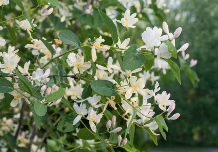 Lonicera fragrantissima, Sweetest Honeysuckle, Winter-Flowering Honeysuckle, White Flowers,  Winter Flowers, Fragrant Shrub, Winter Honeysuckle