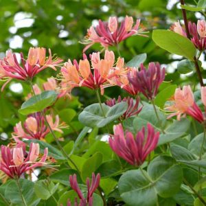 Lonicera x heckrottii 'Gold Flame', Honeysuckle 'Gold Flame', Fragrant Shrub, Fragrant Vine, Fragrant Climber