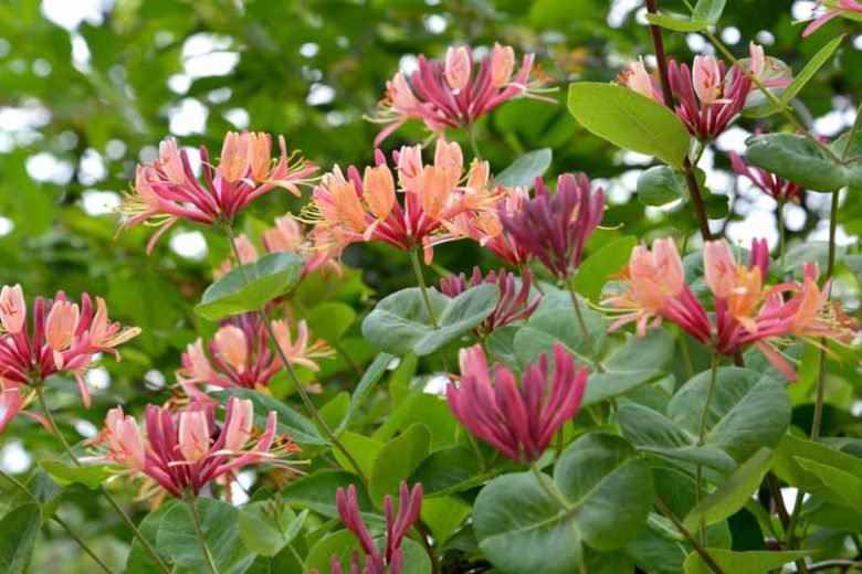 Lonicera x heckrottii 'Gold Flame', Honeysuckle 'Gold Flame', Fragrant Shrub, Fragrant Vine, Fragrant Climber