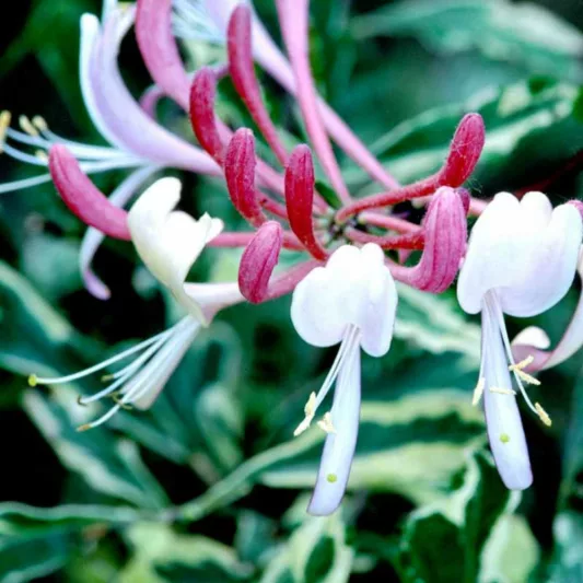 Lonicera x italica 'Harlequin', Honeysuckle 'Harlequin', Lonicera x italica 'Sherlite', Lonicera periclymenum 'Harlequin', Fragrant Shrub, Fragrant Vine
