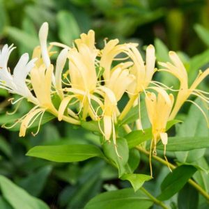 Lonicera japonica 'Halliana', Japanese Honeysuckle 'Halliana', Hall's Japanese Honeysuckle, Yellow Lonicera, Yellow Honeysuckle