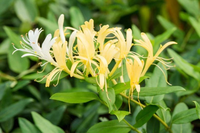 Lonicera japonica 'Halliana', Japanese Honeysuckle 'Halliana', Hall's Japanese Honeysuckle, Yellow Lonicera, Yellow Honeysuckle