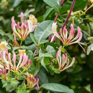 Lonicera japonica 'Purpurea', Japanese Honeysuckle 'Purpurea', Purple-Leaf Japanese HoneysuckleDutch Honeysuckle, Honeysuckle 'Peaches and Cream', Dutch Woodbine 'Peaches and Cream', Fragrant Shrub,