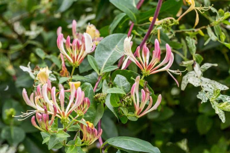 Lonicera japonica 'Purpurea', Japanese Honeysuckle 'Purpurea', Purple-Leaf Japanese HoneysuckleDutch Honeysuckle, Honeysuckle 'Peaches and Cream', Dutch Woodbine 'Peaches and Cream', Fragrant Shrub,
