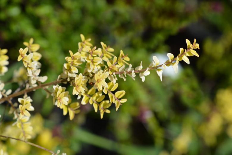 Lonicera nitida 'Baggesen's Gold', Box Honeysuckle 'Baggesen's Gold', Boxleaf Honeysuckle 'Baggesen's Gold', Bush Honeysuckle 'Baggesen's Gold', Poor Man's Box 'Baggesen's Gold', Lonicera yunnanensis var. yunnanensis 'Baggesen's Gold', Lonicera 'Lemon Beauty'