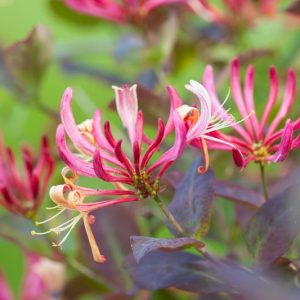 Lonicera periclymenum 'Belgica', Early Dutch Honeysuckle, Honeysuckle 'Belgica', Dutch Woodbine 'Belgica', Fragrant Shrub,