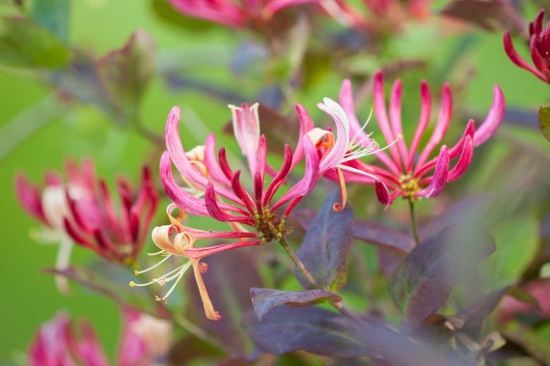 Lonicera periclymenum 'Belgica', Early Dutch Honeysuckle, Honeysuckle 'Belgica', Dutch Woodbine 'Belgica', Fragrant Shrub,
