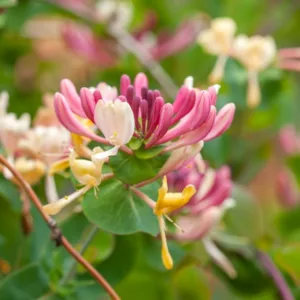 Lonicera periclymenum 'Serotina', Late Dutch Honeysuckle, Lonicera periclymenum 'Florida', Lonicera periclymenum 'Serotina Florida', Fragrant Shrub,