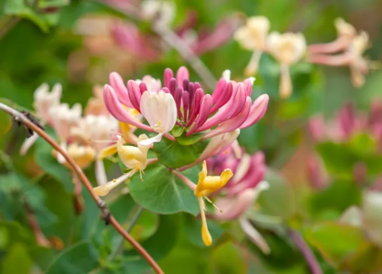 Lonicera periclymenum 'Serotina', Late Dutch Honeysuckle, Lonicera periclymenum 'Florida', Lonicera periclymenum 'Serotina Florida', Fragrant Shrub,