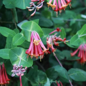 Lonicera sempervirens 'Blanche Sandman', Trumpet Honeysuckle 'Blanche Sandman', Coral Honeysuckle 'Blanche Sandman', Red flowers, Orange flowers