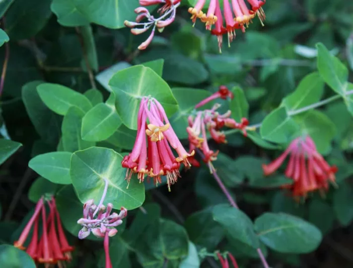 Lonicera sempervirens 'Blanche Sandman', Trumpet Honeysuckle 'Blanche Sandman', Coral Honeysuckle 'Blanche Sandman', Red flowers, Orange flowers