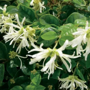 Loropetalum chinense 'Carolina Moonlight', Chinese Fringe Flower 'Carolina Moonlight', Carolina Moonlight Chinese Fringe Flower, Loropetalum chinense 'NCI 002', evergreen shrubs, White flowers, dark foliage