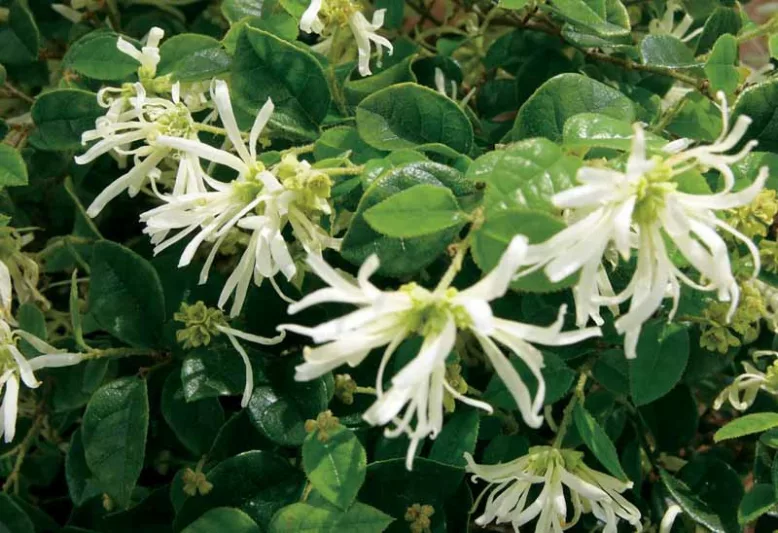 Loropetalum chinense 'Carolina Moonlight', Chinese Fringe Flower 'Carolina Moonlight', Carolina Moonlight Chinese Fringe Flower, Loropetalum chinense 'NCI 002', evergreen shrubs, White flowers, dark foliage