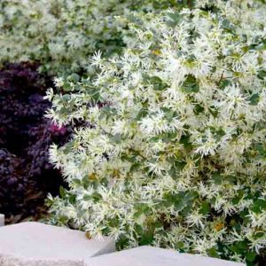 Loropetalum chinense 'Emerald Snow',Chinese Fringe Flower 'Emerald Snow', Emerald Snow Chinese Fringe Flower, Loropetalum chinense 'Shang-White', evergreen shrubs, White flowers