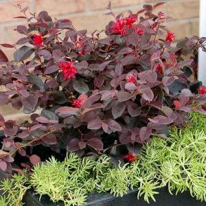 Loropetalum chinense 'Ever Red', Chinese Fringe Flower 'Ever Red', Ever Red Chinese Fringe Flower, Loropetalum chinense 'Chang Nian Hong', evergreen shrubs, red flowers, dark foliage