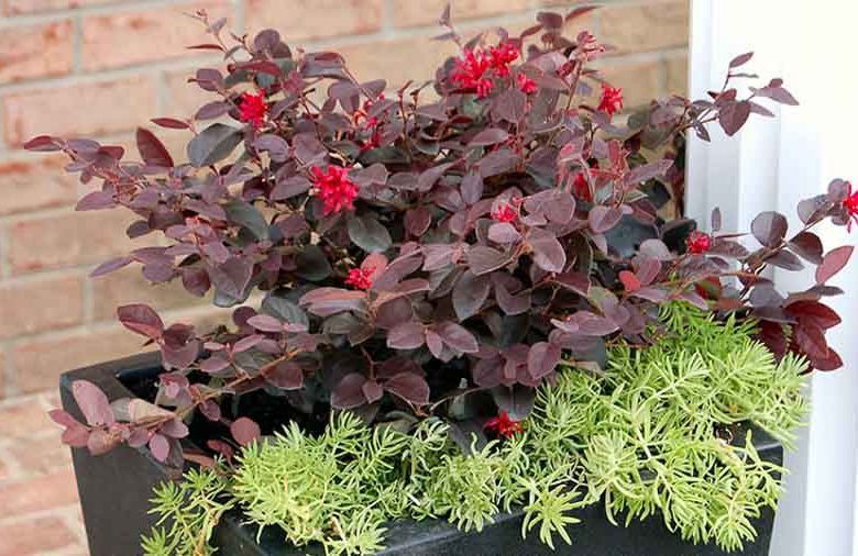 Loropetalum chinense 'Ever Red', Chinese Fringe Flower 'Ever Red', Ever Red Chinese Fringe Flower, Loropetalum chinense 'Chang Nian Hong', evergreen shrubs, red flowers, dark foliage