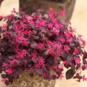 Loropetalum chinense Jazz Hands® Dwarf Pink, Chinese Fringe Flower Jazz Hands® Dwarf Pink, Jazz Hands Dwarf Pink Chinese Fringe Flower, Loropetalum chinense 'Kurenai', evergreen shrubs, Pink flowers