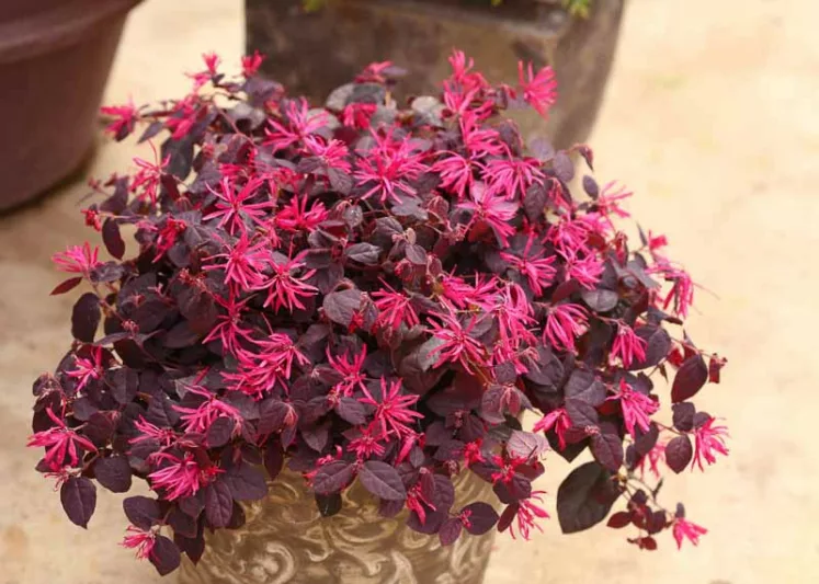 Loropetalum chinense Jazz Hands® Dwarf Pink, Chinese Fringe Flower Jazz Hands® Dwarf Pink, Jazz Hands Dwarf Pink Chinese Fringe Flower, Loropetalum chinense 'Kurenai', evergreen shrubs, Pink flowers