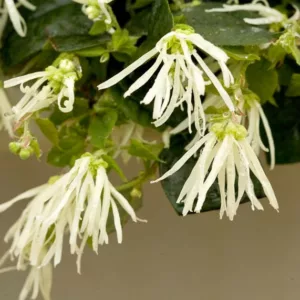 Loropetalum chinense Jazz Hands® Dwarf White, Chinese Fringe Flower Jazz Hands® Dwarf White, Jazz Hands Dwarf White Chinese Fringe Flower, Loropetalum chinense 'Hakuou', evergreen shrubs, White flowers