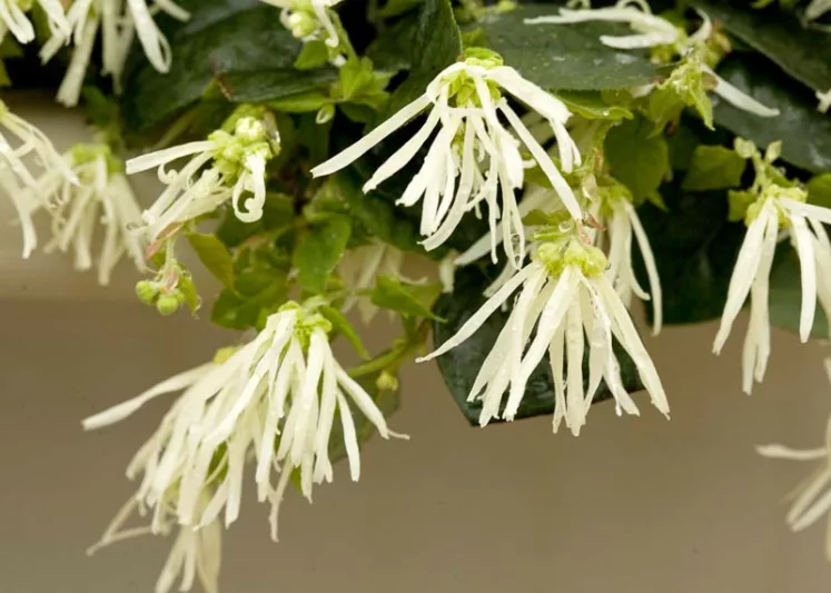Loropetalum chinense Jazz Hands® Dwarf White, Chinese Fringe Flower Jazz Hands® Dwarf White, Jazz Hands Dwarf White Chinese Fringe Flower, Loropetalum chinense 'Hakuou', evergreen shrubs, White flowers