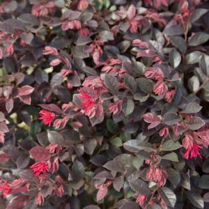 Loropetalum chinense Purple Daydream®,Chinese Fringe Flower Purple Daydream®, Purple Daydream Chinese Fringe Flower, Loropetalum chinense 'PPI', evergreen shrubs, Pink flowers