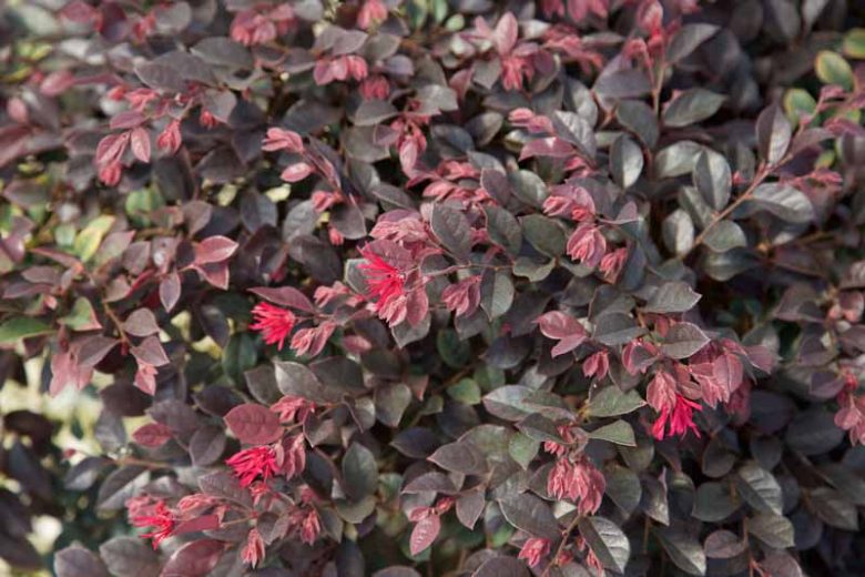 Loropetalum chinense Purple Daydream®,Chinese Fringe Flower Purple Daydream®, Purple Daydream Chinese Fringe Flower, Loropetalum chinense 'PPI', evergreen shrubs, Pink flowers