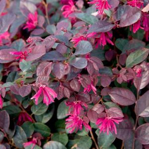 Loropetalum chinense Purple Diamond®,Chinese Fringe Flower Purple Diamond®, Purple Diamond Chinese Fringe Flower, Loropetalum chinense 'Shang-hi', evergreen shrubs, Pink flowers, dark foliage